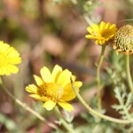 Alzey und Rheinhessen mobile Altenpflege